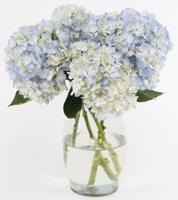 4 Premium Blue Hydrangeas In A Vase
