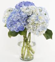 6 Premium Blue Hydrangeas In A Vase