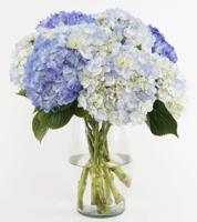 8 Premium Blue Hydrangeas In A Vase
