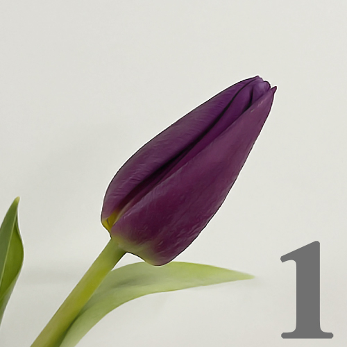 https://apo-admin.mageworx.com/front/img/floristiquesg.myshopify.com/0165c11d9a2a99c97c4ac3df9341882f2a9f91fe11411fda77622bbf75950388