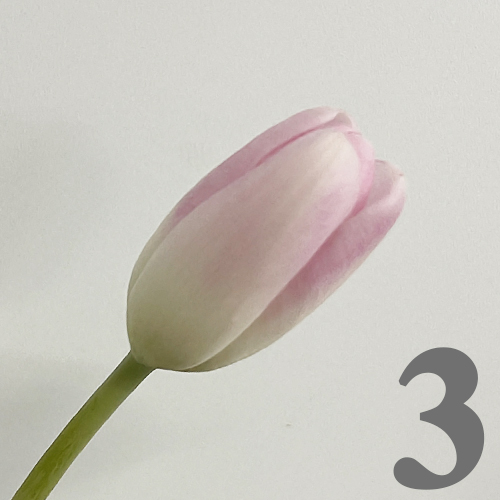 https://apo-admin.mageworx.com/front/img/floristiquesg.myshopify.com/07dda30b5720f98817d6fb975fbbed7d7352cec709ea2f656c5b751e43be1445