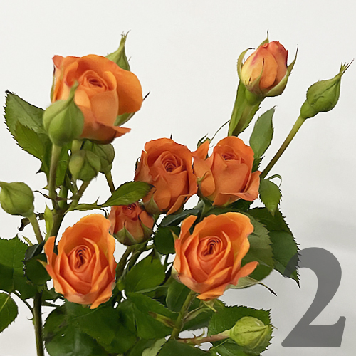 https://apo-admin.mageworx.com/front/img/floristiquesg.myshopify.com/08262c53cf9957830422d31a882d43e1fa53490e073eb308eceae9cfb87db37d