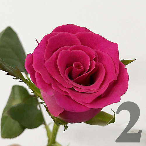 https://apo-admin.mageworx.com/front/img/floristiquesg.myshopify.com/0f7612d057baa47ad3bd8d9e3153b00d5ed7c0d4abfffb9a34e0a0462c875261