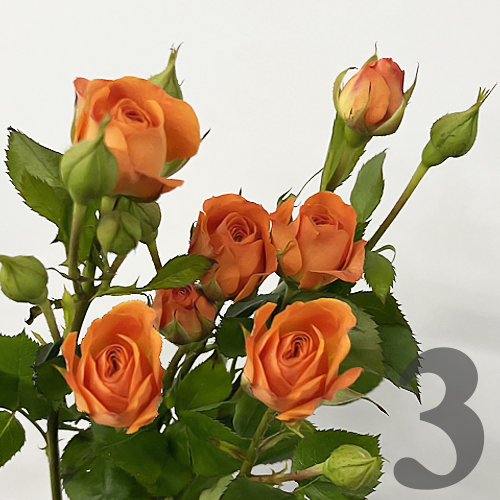 https://apo-admin.mageworx.com/front/img/floristiquesg.myshopify.com/1239dd92b8f159551ebe422831e70e449577b1cc2d567e07c7d18a75ab32c8bc