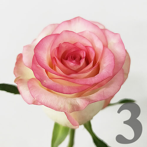 https://apo-admin.mageworx.com/front/img/floristiquesg.myshopify.com/1a216fd454f60ce7ac2ed05412dd2c944c48eb5df18e89e6715e1b18ab94ef78