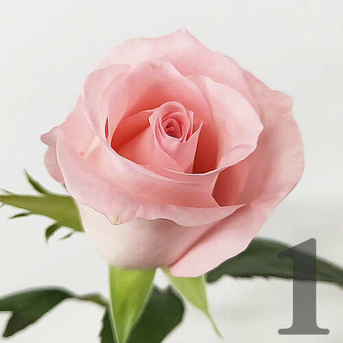 https://apo-admin.mageworx.com/front/img/floristiquesg.myshopify.com/1b7f819dc6301fe4b196595839f3a368e7e7db76a32525b264b0de6a07672988