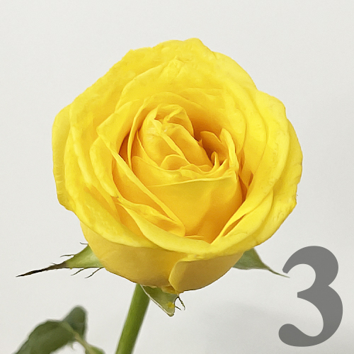https://apo-admin.mageworx.com/front/img/floristiquesg.myshopify.com/25567e9818ac1d414e05b93cfc4277b3cc2b422553b8bf4bc5a7266aad38b1cf