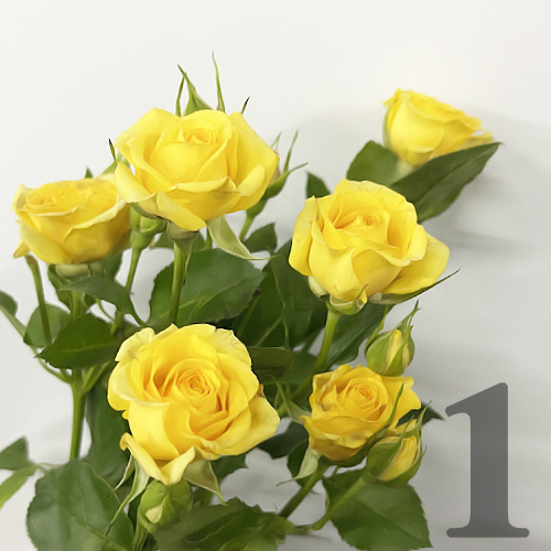 https://apo-admin.mageworx.com/front/img/floristiquesg.myshopify.com/2b8c4514ff3c0178aada793ba68788578d1b47272ebf377d8143207d5cc2467c
