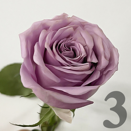 https://apo-admin.mageworx.com/front/img/floristiquesg.myshopify.com/2d1644c7fb31d04af337d2993419278702449e99bfbd053a571d541889cb647f