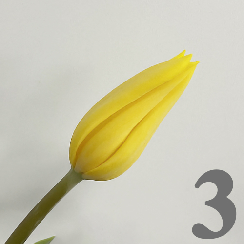 https://apo-admin.mageworx.com/front/img/floristiquesg.myshopify.com/2fe4f3ba84b6a242af08e1f29782bd399815560ce45da2d7a047bc6c76abcf16