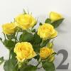 https://apo-admin.mageworx.com/front/img/floristiquesg.myshopify.com/30723bcb873ab56d9d01aa92f4ddf557e71beebb13352369547a048591896f67