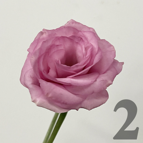https://apo-admin.mageworx.com/front/img/floristiquesg.myshopify.com/31adec06573adba4de9892dd003fae1526a1f59ad3774f1f21edf2ca62ea032c