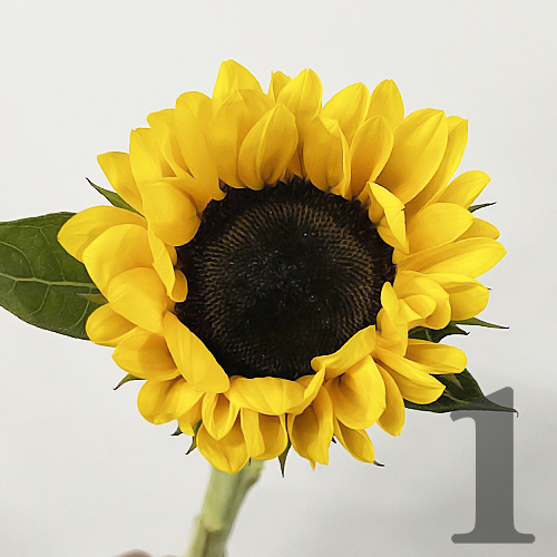 https://apo-admin.mageworx.com/front/img/floristiquesg.myshopify.com/33755e8daaaf588246b2620d66bd3ef885ea95708a7837889ed2c375e5532ecf