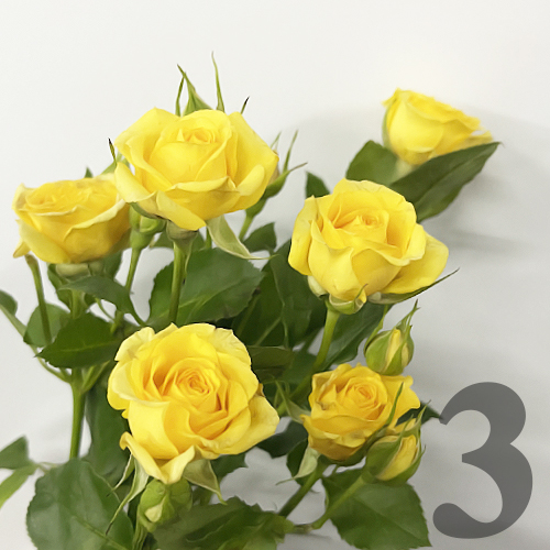 https://apo-admin.mageworx.com/front/img/floristiquesg.myshopify.com/3695a623c2f28a27fa0b19fc464baa04b38662b74558620d1ca3d483e228a415