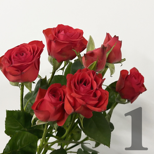 https://apo-admin.mageworx.com/front/img/floristiquesg.myshopify.com/372720daf382f72cbf3b2831e441a465ffa5ca5ab0b876f008c964439f7628dc