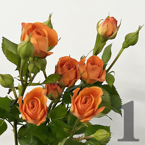 https://apo-admin.mageworx.com/front/img/floristiquesg.myshopify.com/3b8cbacdb95f97892c08474ef7ee9a7702f69b1425a014d107d9a14c8654d3d6