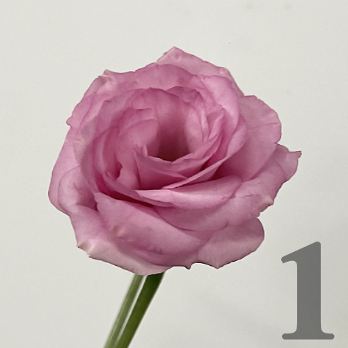 https://apo-admin.mageworx.com/front/img/floristiquesg.myshopify.com/4673b08a7206dccea70b4a03e1e3d2e596e3cf2a67365fbc2a3cee58341a24f5