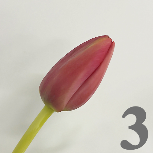 https://apo-admin.mageworx.com/front/img/floristiquesg.myshopify.com/4d275e979c6e27e6d4b639bd77c40cd482ed63de46d093fad602eaecfed665bc