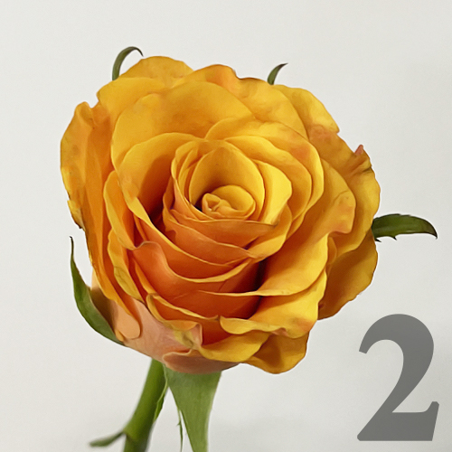 https://apo-admin.mageworx.com/front/img/floristiquesg.myshopify.com/4e96a92311e2dbc0aa9eff49c18fb157f183c793426d1f7487d642e0cb8aaaa9