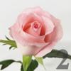 https://apo-admin.mageworx.com/front/img/floristiquesg.myshopify.com/53b3d10b86ca91725bcdcc16b715b61fdf77bc041f3893349bc0211d1bedfffe