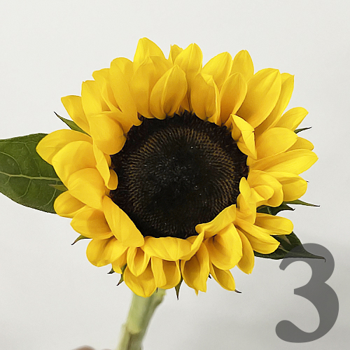 https://apo-admin.mageworx.com/front/img/floristiquesg.myshopify.com/5e411532125157145bb76e05e2c65d6dc3952d307933c99b29a021c5fd00258c