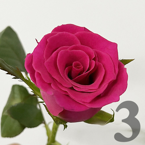 https://apo-admin.mageworx.com/front/img/floristiquesg.myshopify.com/60280f83c1115fc5283e27b3b09407b50ad4e5bceada8cb8b104921712bcb651
