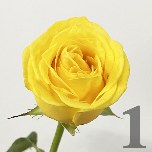 https://apo-admin.mageworx.com/front/img/floristiquesg.myshopify.com/611887af23131ae0ec683d5f59e2d020d8f3dae37db0e4824456aa1b3e4540dd