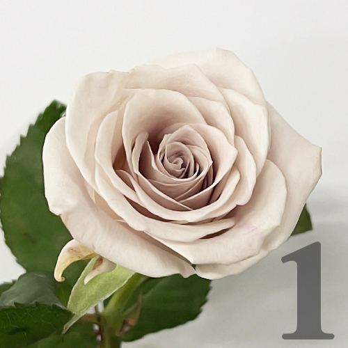https://apo-admin.mageworx.com/front/img/floristiquesg.myshopify.com/650b45d03acc63402707a71a634579705d3a42223a1e7b1482afdcb0c684a07c