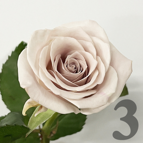 https://apo-admin.mageworx.com/front/img/floristiquesg.myshopify.com/6ab07b59362e6ff1df28bd69d786e0ab8d41ca18ce31a6c3f2966ffd4ac23876