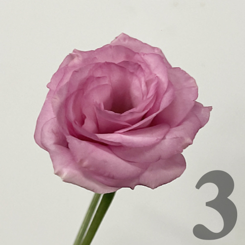 https://apo-admin.mageworx.com/front/img/floristiquesg.myshopify.com/75090d27b008b90c2e843f5b424e6df72573154d22284c7eebbf91605a68847a