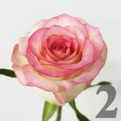 https://apo-admin.mageworx.com/front/img/floristiquesg.myshopify.com/87de0f8dac696dfcd0dcd1a0d98abe75c3f8616c590386cd1e18cd7e02191130
