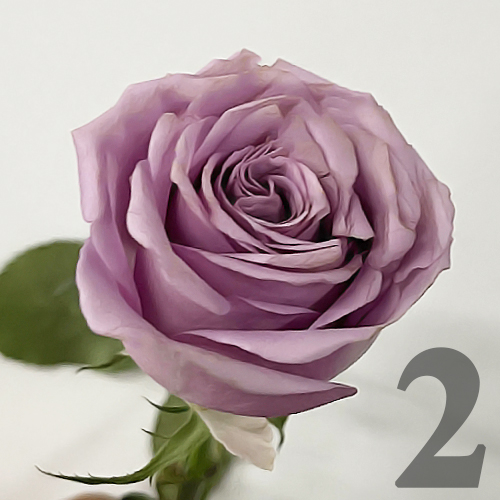 https://apo-admin.mageworx.com/front/img/floristiquesg.myshopify.com/96749c1611cd5e73f78b00b0029011123bd09289a1b68dfcd5c7aae9ce0351b4