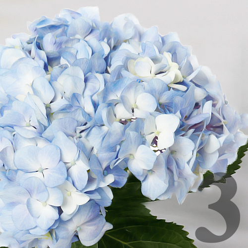 https://apo-admin.mageworx.com/front/img/floristiquesg.myshopify.com/9982ece531b98d1e418b58fe351ec00d962ff888d12c2f88d114a8edc22c78ea
