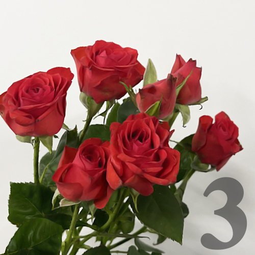 https://apo-admin.mageworx.com/front/img/floristiquesg.myshopify.com/a109636b765d86869dfe4e66007301c785f0b5e18600b361b671d3d1cf1a347f
