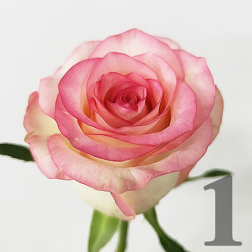 https://apo-admin.mageworx.com/front/img/floristiquesg.myshopify.com/a447d7769b82b17330a013e24575b39e443de0c893565895270ef07b8e4acc9e