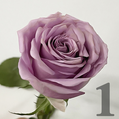 https://apo-admin.mageworx.com/front/img/floristiquesg.myshopify.com/a4e69764d7f58b3e9b1d5ce5a5ee35323311c9269118a674e7a7492990481ba8
