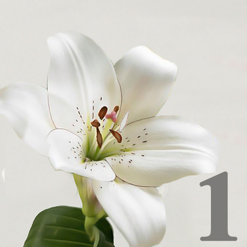 https://apo-admin.mageworx.com/front/img/floristiquesg.myshopify.com/acf646422f2a31d8ab5d89d4d165a4513e0d927936b3283ded6ac0bc5463cc8d
