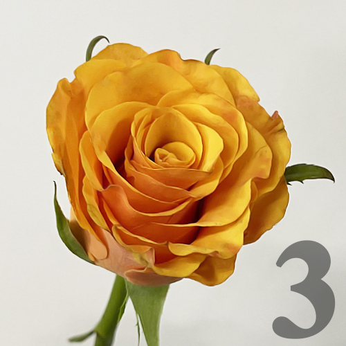 https://apo-admin.mageworx.com/front/img/floristiquesg.myshopify.com/aee790f9008a24a323c41e7e5b2b72c4476a42fef11e936235a54ba3ecff5d58