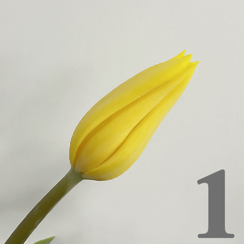 https://apo-admin.mageworx.com/front/img/floristiquesg.myshopify.com/b88c3756f076820b566001c3a3346299c2d93634ce6b123ae24648b5eea612e8