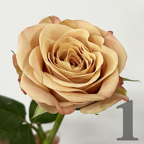 https://apo-admin.mageworx.com/front/img/floristiquesg.myshopify.com/c4c2c9a84b8cdf12d0b4e337b246a8494ed0bf7dd8291e0b645801ec1c8a200f
