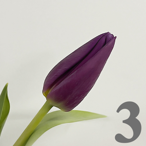 https://apo-admin.mageworx.com/front/img/floristiquesg.myshopify.com/c884d3337574f84fd6d56502f977e4b16d184c658535a0984c84f576b6258dee