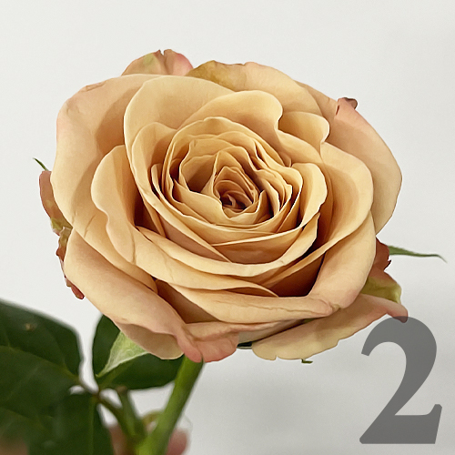 https://apo-admin.mageworx.com/front/img/floristiquesg.myshopify.com/cafee21e56a755f3ddb411e6f7f4e84fa5a9089aef26219123c90f8ed686507b