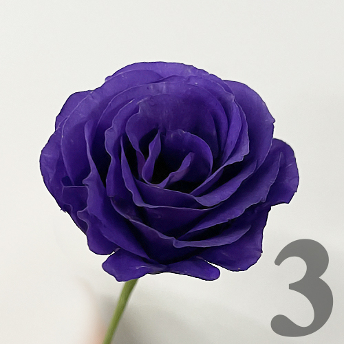 https://apo-admin.mageworx.com/front/img/floristiquesg.myshopify.com/d1ed25527554b8c25285117495596a0fe13c5c610c0c0230c2da271d681d3977