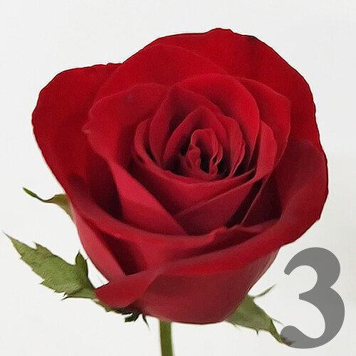https://apo-admin.mageworx.com/front/img/floristiquesg.myshopify.com/e1d49318c28fc08087c355e42bcbefd8be3920cc37199485787fe3b60cbeaa61
