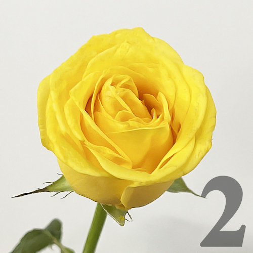 https://apo-admin.mageworx.com/front/img/floristiquesg.myshopify.com/e2409af9efb2a25fe0128e022c30e529037bdcefb4f35fda32073adeeede6163