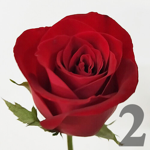 https://apo-admin.mageworx.com/front/img/floristiquesg.myshopify.com/e5112401730e98f7b55d6ed29539e4f0c3f949b6170333754cddfdf56efdd98f