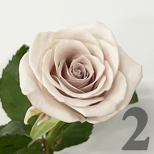 https://apo-admin.mageworx.com/front/img/floristiquesg.myshopify.com/e63e1fadaa163955f9f3e17ec9f8d3fe8757b00fd5d8868d662bec51f43e0ba9