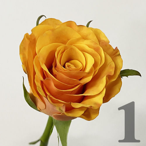 https://apo-admin.mageworx.com/front/img/floristiquesg.myshopify.com/e98d5c43b8685d410ed92f72df34851bbc3b8138d51746bc3f5cc782c27a6abc