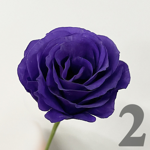 https://apo-admin.mageworx.com/front/img/floristiquesg.myshopify.com/f8848f4e7c623aaa1f125e6e7d0690eb8df2bec338031b92291093815455d197