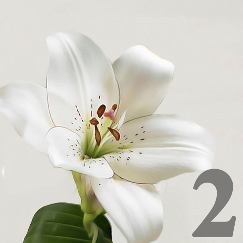 https://apo-admin.mageworx.com/front/img/floristiquesg.myshopify.com/fa94cea3c639284de10acb7060a31205568988d0d2f0e2868058c8862f34e444